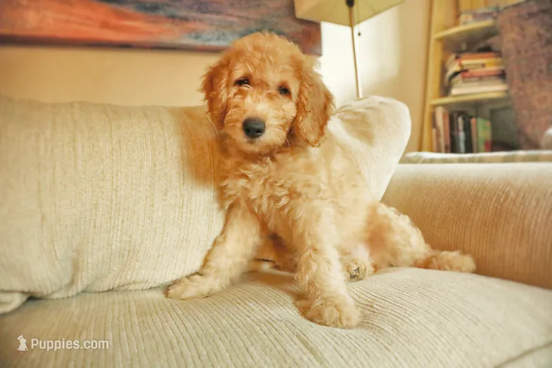 Lily – Goldendoodle puppy for sale in San Diego, CA