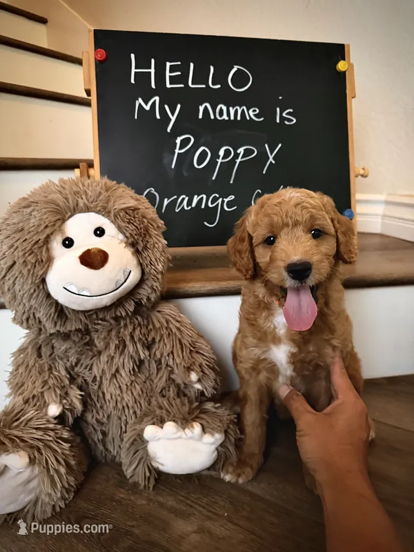Poppy – Goldendoodle puppy for sale in San Diego, CA