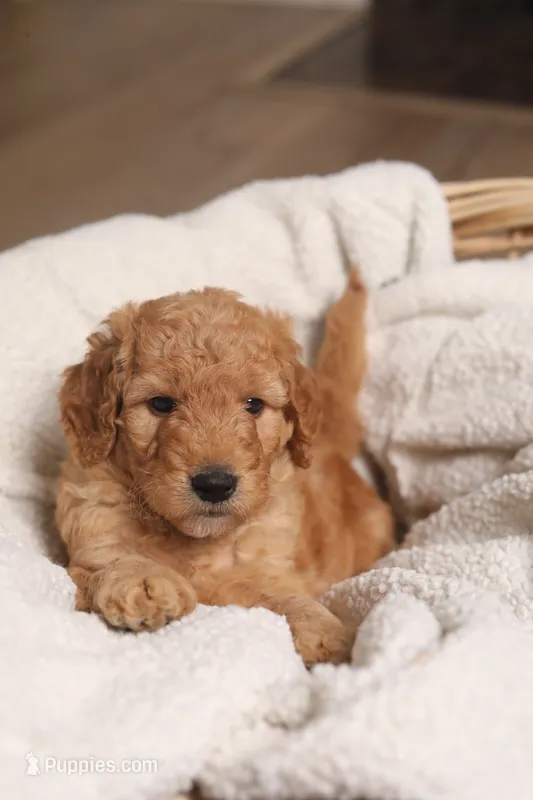 Forrest  – Goldendoodle puppy for sale in San Diego, CA