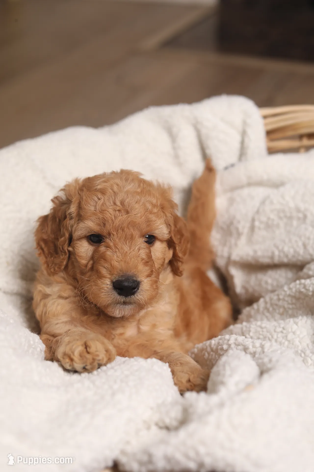 Forrest , a male Goldendoodle for sale in San Diego, CA – 1 of 5