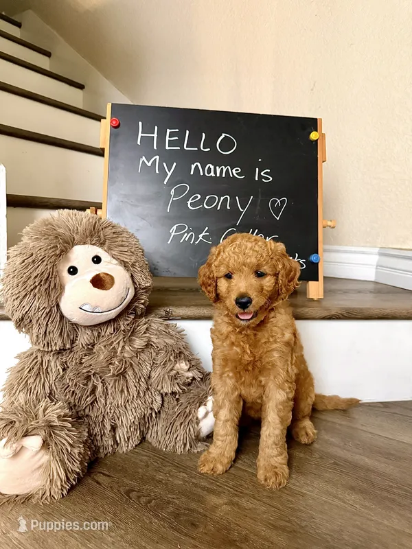 Peony – Goldendoodle puppy for sale in San Diego, CA