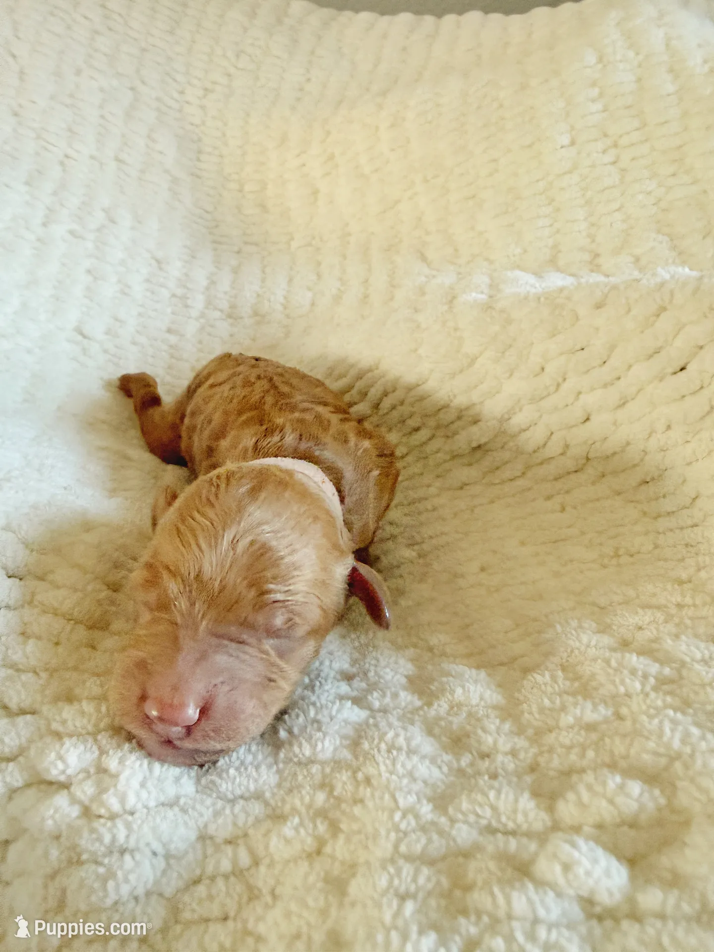 Peony, a female Goldendoodle for sale in San Diego, CA – 7 of 7