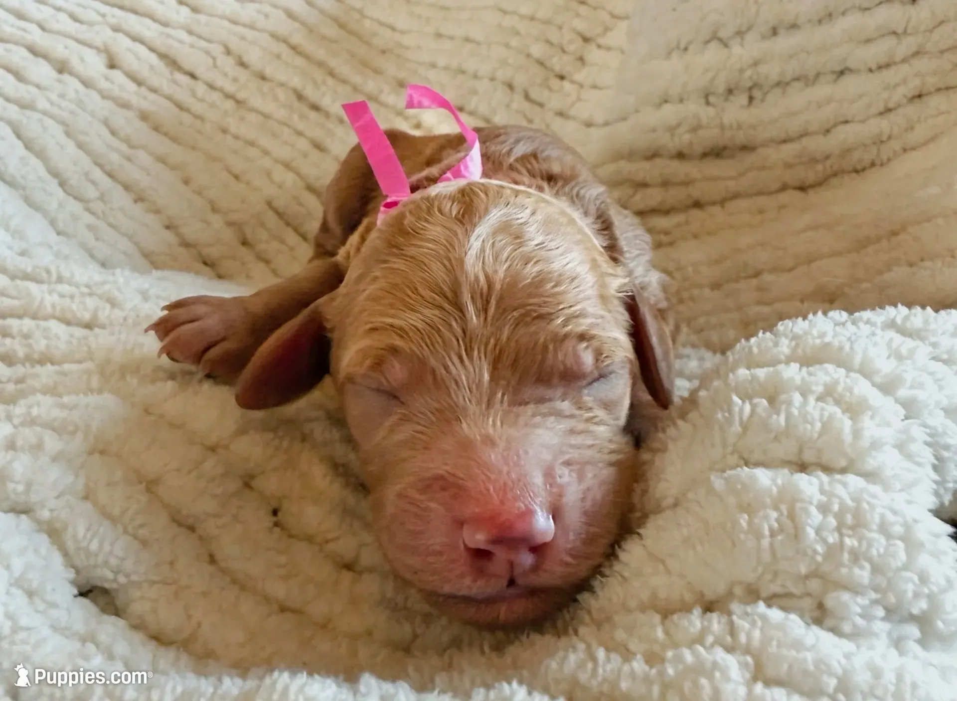Rose, a female Goldendoodle for sale in San Diego, CA – 7 of 7