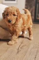 Forrest , a male Goldendoodle for sale in San Diego, CA – 2 of 5
