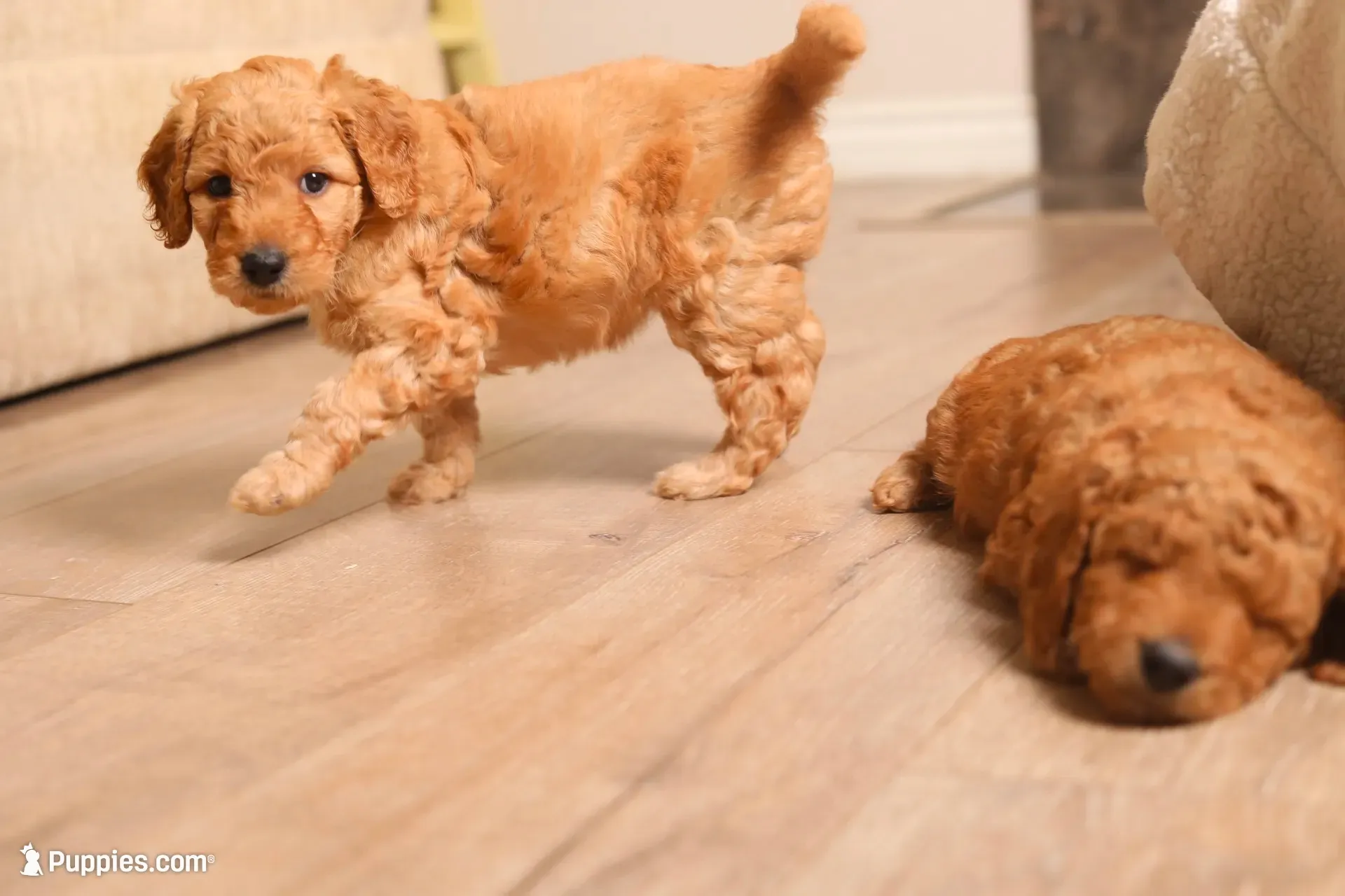 Peony, a female Goldendoodle for sale in San Diego, CA – 3 of 7