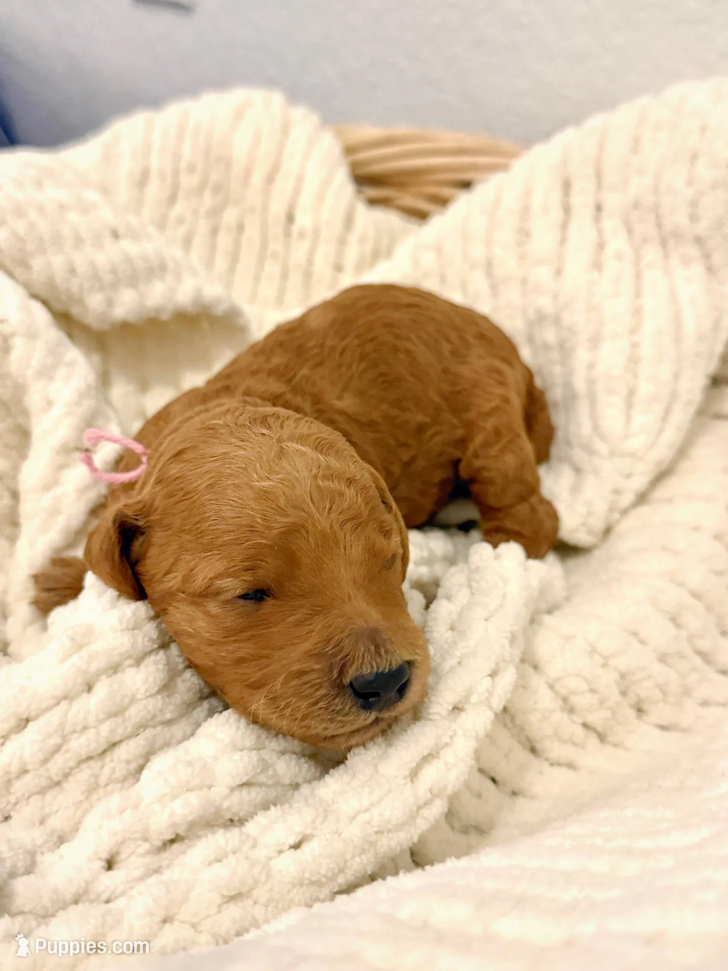 Peony, a female Goldendoodle for sale in San Diego, CA – 6 of 7