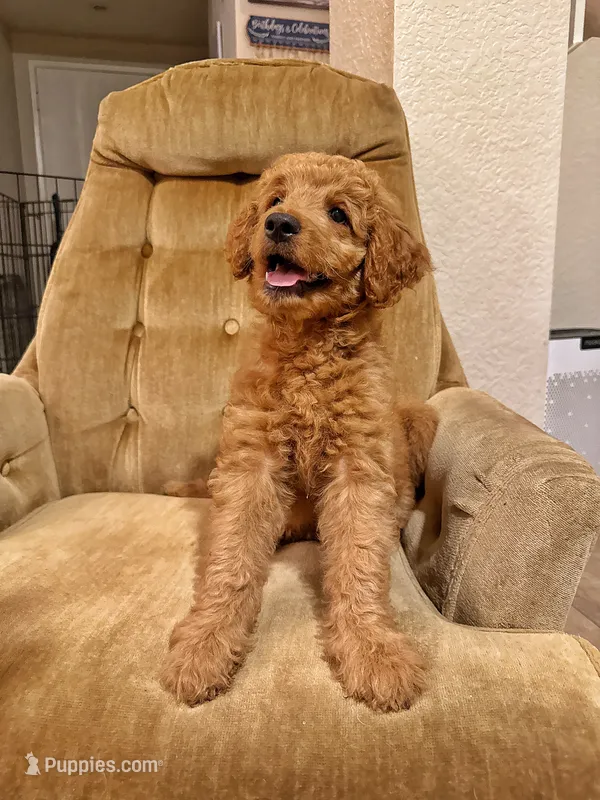 Peony – Goldendoodle puppy for sale in San Diego, CA