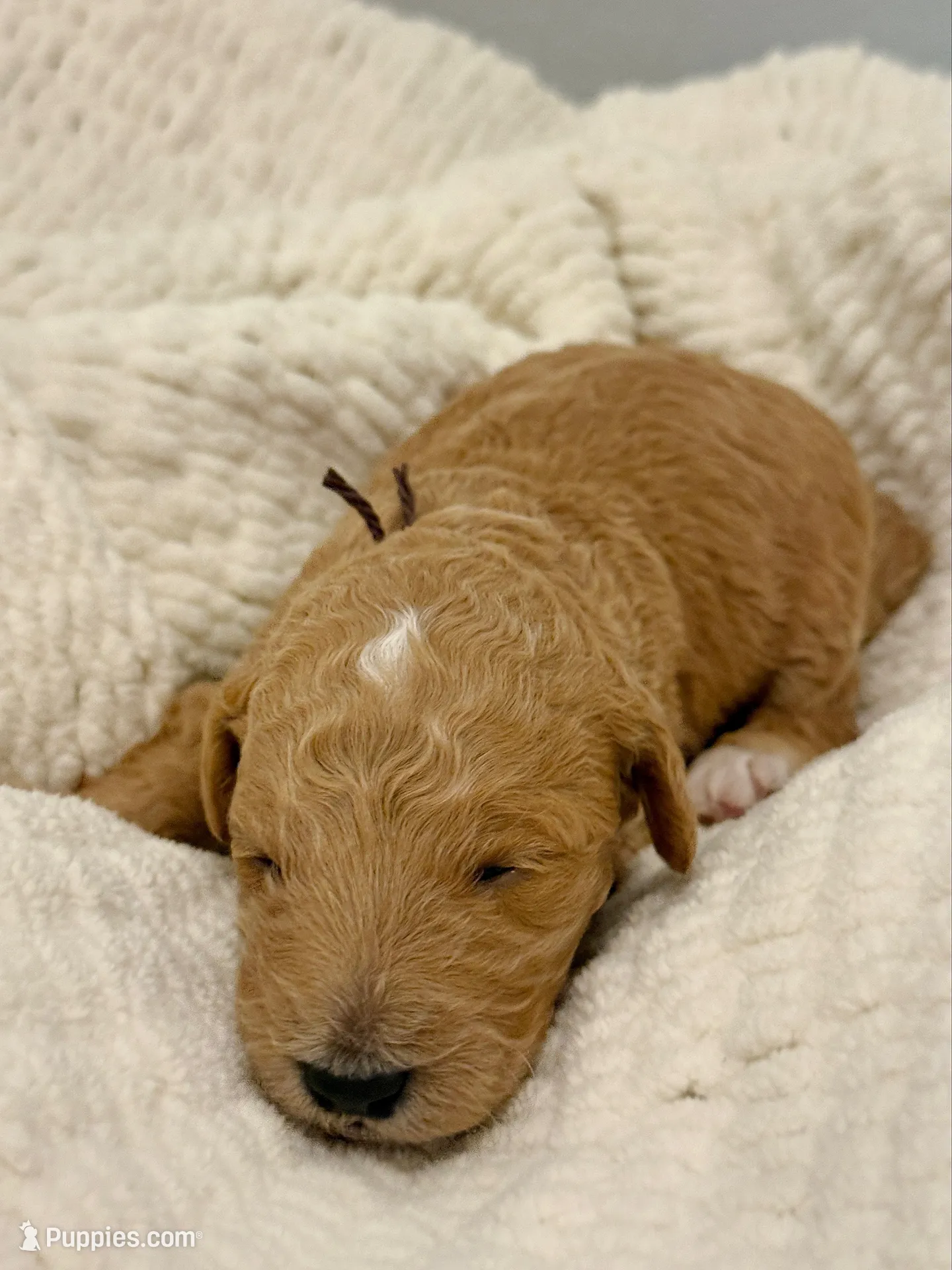 Oak, a male Goldendoodle for sale in San Diego, CA – 5 of 6