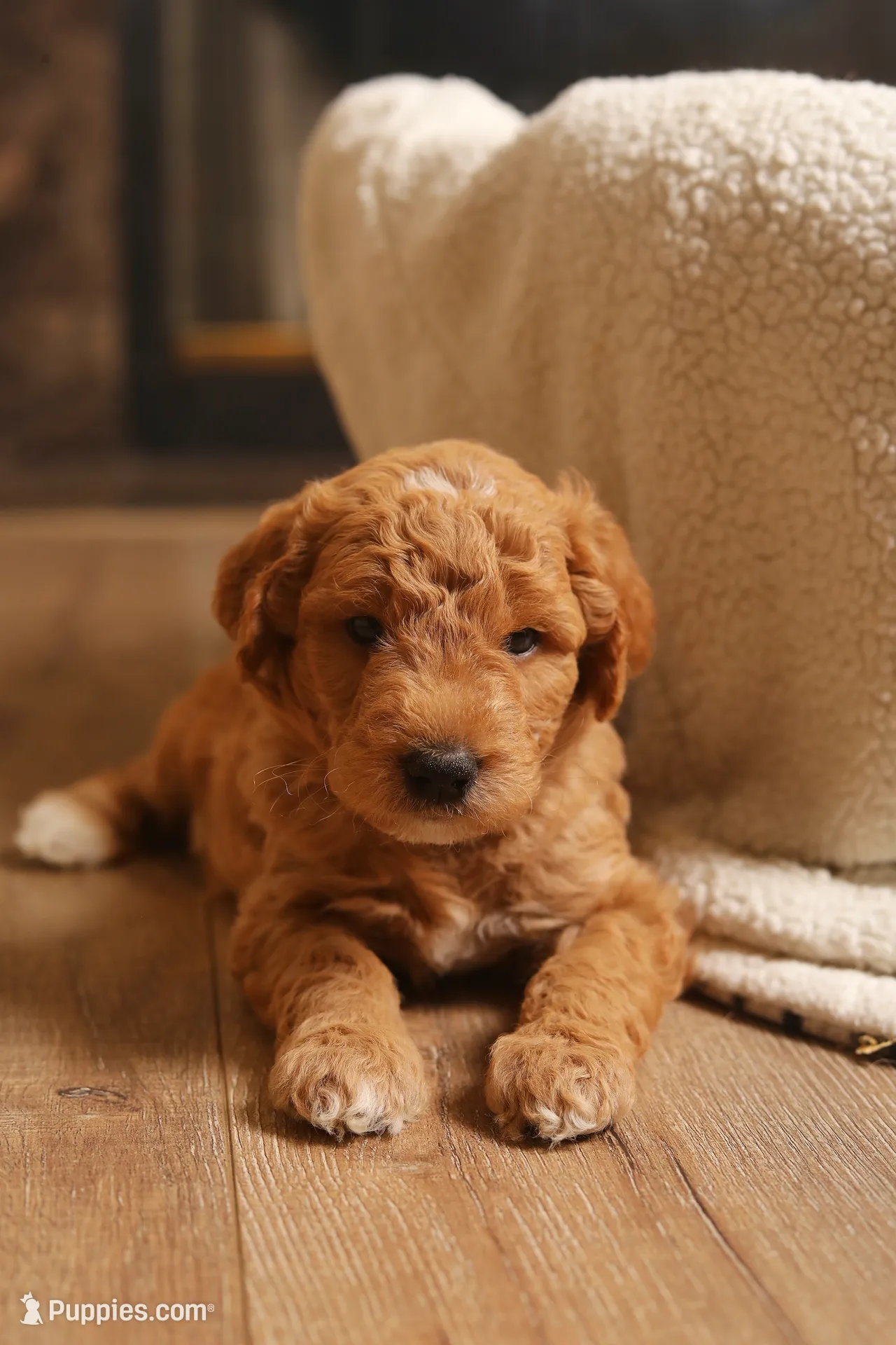 Oak, a male Goldendoodle for sale in San Diego, CA – 1 of 6