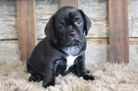 Darren, a male Puggle for sale in West Plains, MO – 2 of 6