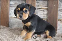 Mak, a male Beagle for sale in West Plains, MO – 4 of 7