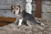 Blaire, a female Beagle for sale in West Plains, MO – 4 of 4