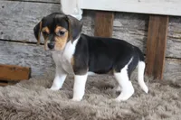 Mia, a female Beagle for sale in West Plains, MO – 3 of 6