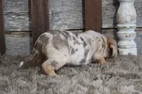 Mary, a female Beagle for sale in West Plains, MO – 6 of 9