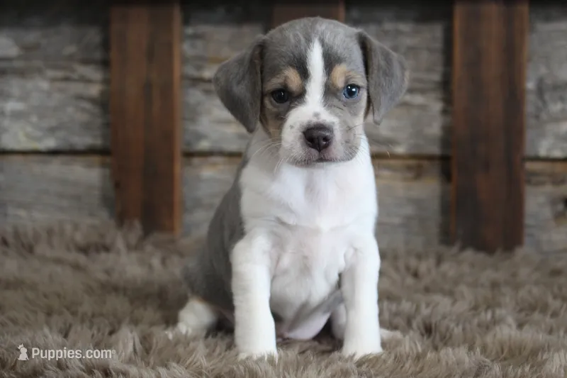 Marly – Beagle puppy for sale in West Plains, MO