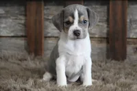 Marly, a female Beagle for sale in West Plains, MO – 1 of 8