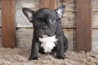 Fred, a male Frenchton for sale in West Plains, MO – 5 of 5