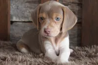 Barbie, a female Beagle for sale in West Plains, MO – 3 of 6