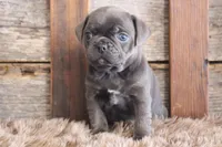 Melvin, a male Puggle for sale in West Plains, MO – Photo 4 of 7