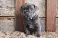 Melvin, a male Puggle for sale in West Plains, MO – Photo 3 of 7