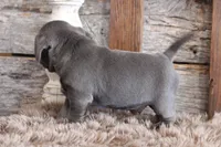 Melvin, a male Puggle for sale in West Plains, MO – Photo 6 of 7