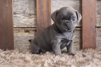 Melvin, a male Puggle for sale in West Plains, MO – Photo 7 of 7
