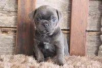 Melvin, a male Puggle for sale in West Plains, MO – Photo 5 of 7