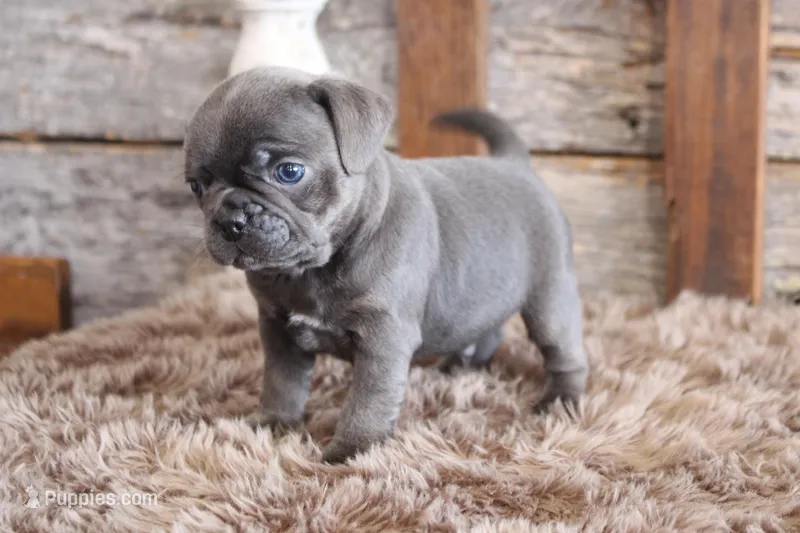 Melvin – Puggle puppy for sale in West Plains, MO