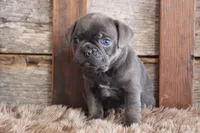 Melvin, a male Puggle for sale in West Plains, MO – Photo 2 of 7