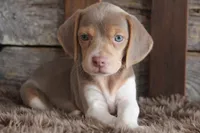 Barbie, a female Beagle for sale in West Plains, MO – 5 of 6