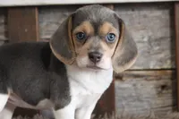 Betty, a female Beagle for sale in West Plains, MO – 6 of 8