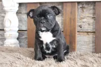 Frank, a male Frenchton for sale in West Plains, MO – 3 of 10
