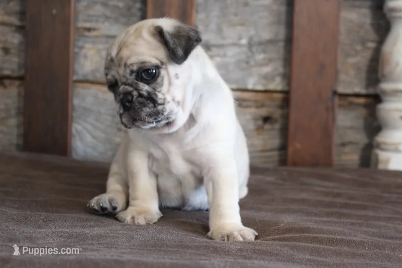 Perry – Pug puppy for sale in West Plains, MO