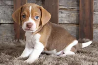 Bill, a male Beagle for sale in West Plains, MO – Photo 4 of 6