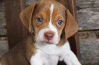 Bill, a male Beagle for sale in West Plains, MO – Photo 2 of 6