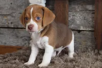 Bill, a male Beagle for sale in West Plains, MO – Photo 3 of 6