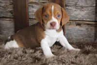 Bill, a male Beagle for sale in West Plains, MO – Photo 5 of 6