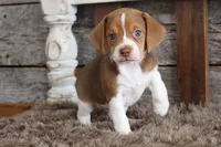 Bill, a male Beagle for sale in West Plains, MO – Photo 1 of 6