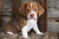 Bill, a male Beagle for sale in West Plains, MO – Photo 6 of 6