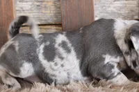 Marcy, a female Puggle for sale in West Plains, MO – Photo 7 of 7
