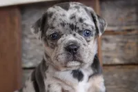 Marcy, a female Puggle for sale in West Plains, MO – Photo 2 of 7