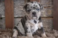 Marcy, a female Puggle for sale in West Plains, MO – Photo 4 of 7