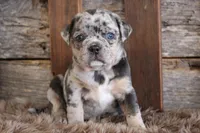 Marcy, a female Puggle for sale in West Plains, MO – Photo 5 of 7
