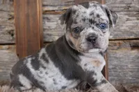 Marcy, a female Puggle for sale in West Plains, MO – Photo 3 of 7