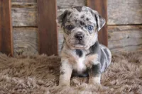 Marcy, a female Puggle for sale in West Plains, MO – Photo 1 of 7
