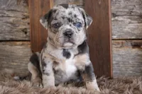 Marcy, a female Puggle for sale in West Plains, MO – Photo 6 of 7