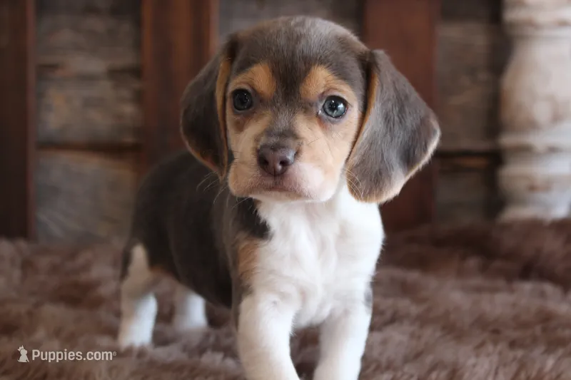 CHLOE PRICE INCLUDES DELIVERY