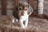 processed/92b48d51-cb42-45c8-8c29-7c245355d796/listing/1506a077-2683-438c-bf20-146290bd85d9/518692db-5f19-48bd-8e2d-4e3048a37551