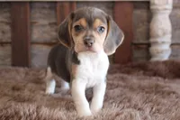 processed/92b48d51-cb42-45c8-8c29-7c245355d796/listing/1506a077-2683-438c-bf20-146290bd85d9/95d18a9d-fc57-4999-8ced-be4963d48444