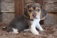 processed/92b48d51-cb42-45c8-8c29-7c245355d796/listing/1506a077-2683-438c-bf20-146290bd85d9/c69ecbda-4aca-41b2-ac97-4cdedd471823